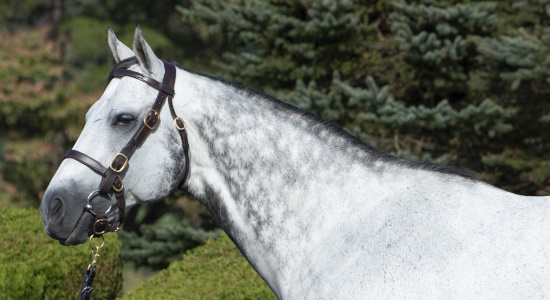 List of stallion：Japan Bloodhorse Breeders' Association (JBBA)