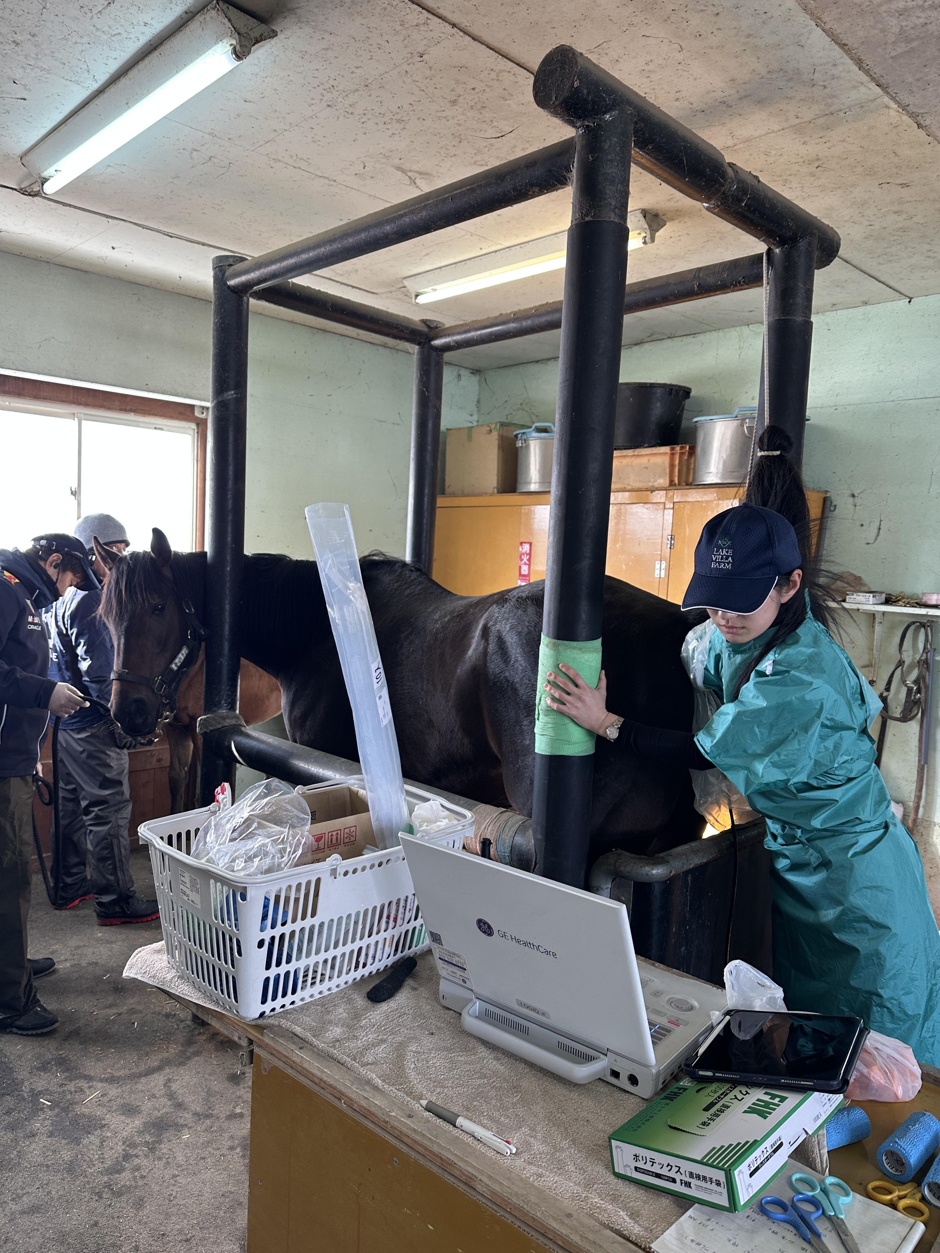 繁殖牝馬の超音波検査