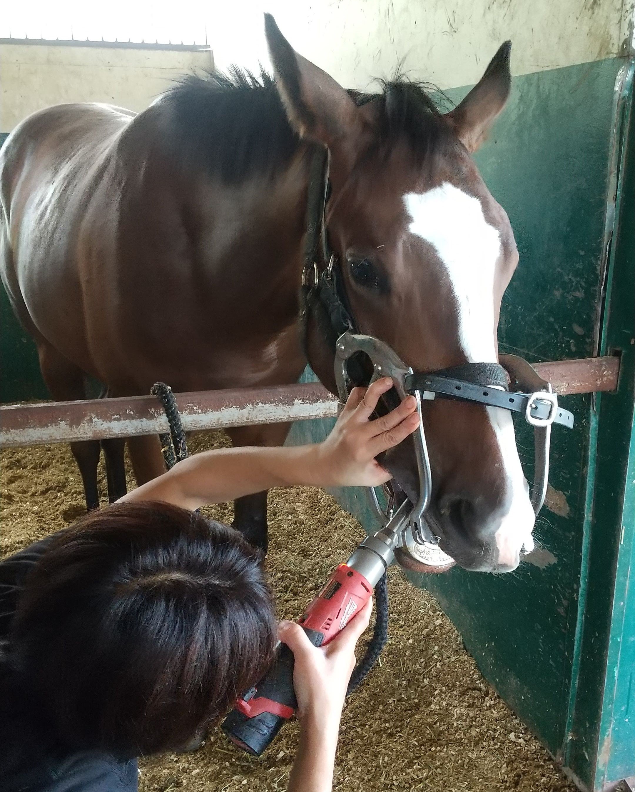 吉澤ステーブル整歯